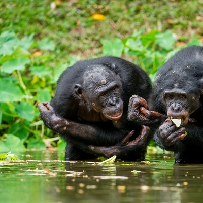 New Research Shows Chimps Are Even More Like Us Than We Thought