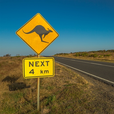 17 Kangaroos Purposely Run Over