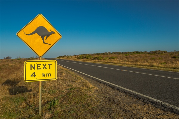 17 Kangaroos Purposely Run Over