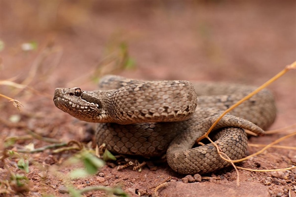Snake Turns Out To Be New High-Altitude Species