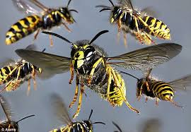 When Wasps Attack!