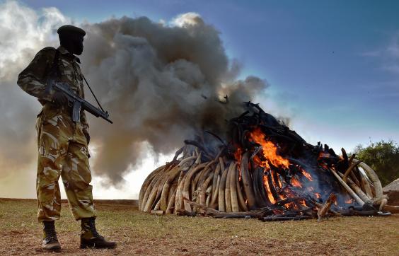 Kenya Gives Middle Finger To Poachers, Burns $105 Million Worth Of Ivory