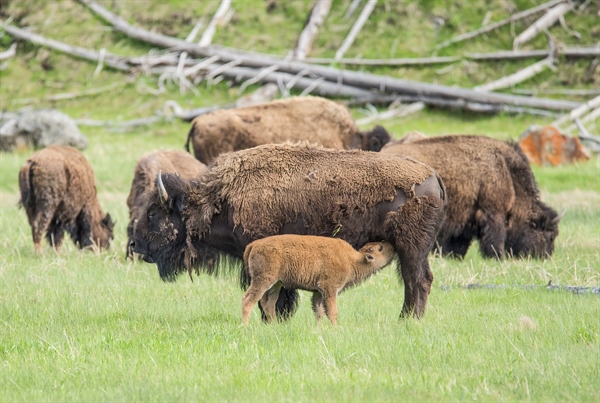 Park Rangers Put Down Baby Bison After Ignorant Tourists Take It Captive