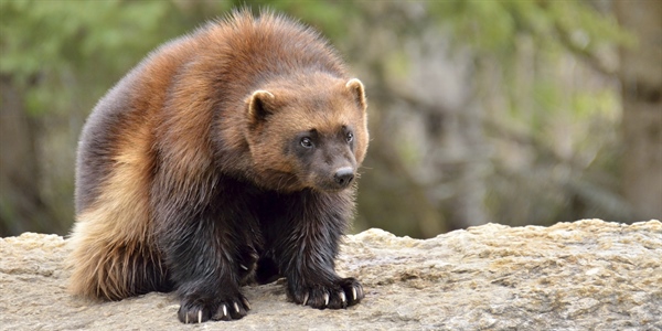First Wolverine Appears In North Dakota In 150 Years, Rancher Kills It