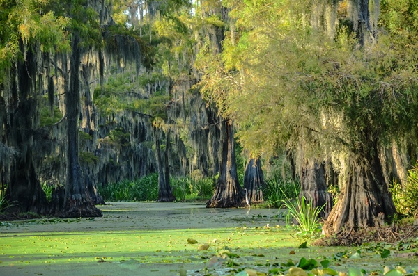 This Terrifying Man-Eating Animal Species Somehow Ended Up In Florida Swamps