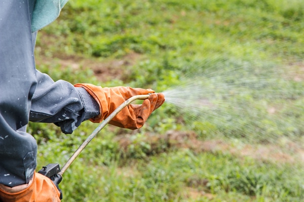 This Popular Weed Killer Causes Cancer