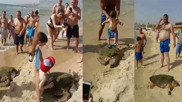 Tourists Break Endangered Sea Turtle’s Bones