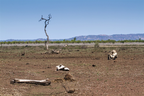 If You’re Over 40, You’ve Been Around To See Half Of All Wildlife Destroyed