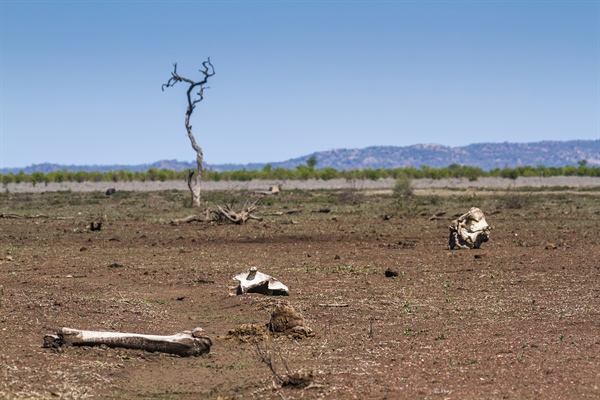 If You’re Over 40, You’ve Been Around To See Half Of All Wildlife Destroyed