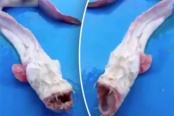 Thai Fisherman Catches Strange, Unrecognizable, Eyeless Fish