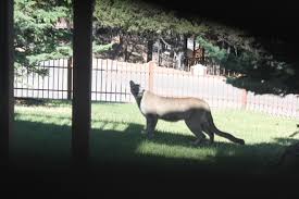 LA Is Being Overrun With Mountain Lions
