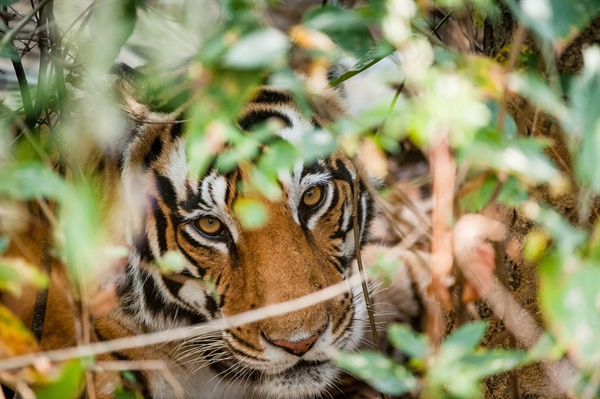 Tiger Temple Raid in Thailand prompts the Need for Closure of other Tiger Farms in Asia