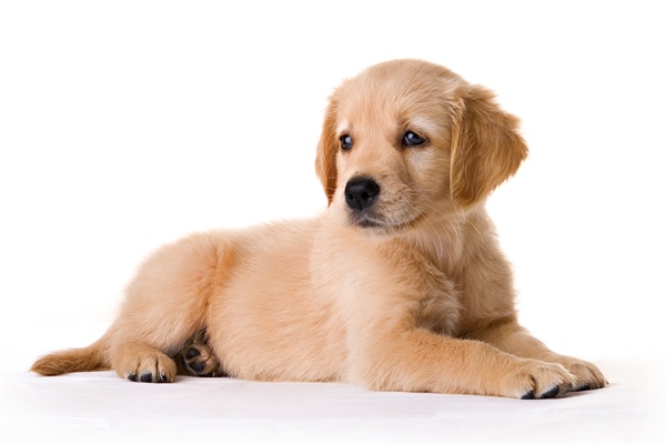 A Clever Croatian Girl Saved A Frightened Golden Retriever Puppy In A Flash Flood