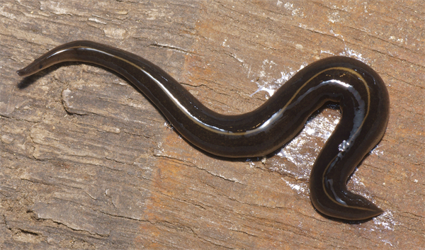 Invasions of New Guinea Flatworms Struck South Florida