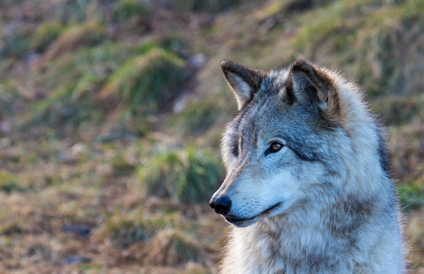 Two Wolf Murders Just The Beginning Of  Extermination By Washington State Officials