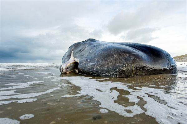 Twenty-Nine Sperm Whales Found Dead