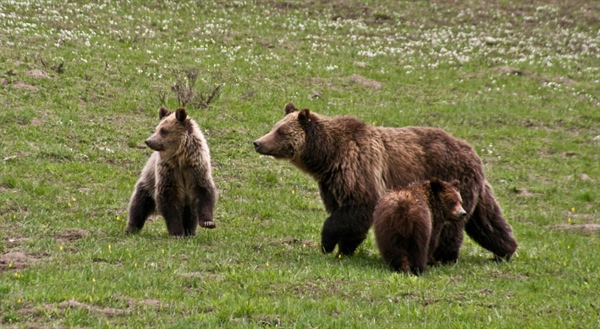 The Grim Fate of Yellowstone Grizzly Bears: Record High Deaths in 2015 and Removal from Endangered Species Act