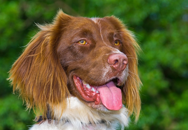 Dogs Track Illegal Ivory