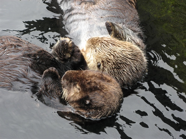 The Case of Gunshot Sea Otters Washed Up in California Under Investigation