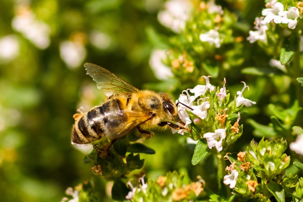 Pesticide Spray Kills Millions Of Bees