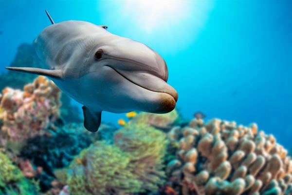 New Advancement in Dolphin Communication and its Resemblance to Human Conversations