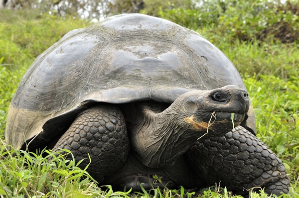 Revival of Giant Galapagos Tortoise Populations: The Success Story of Diego