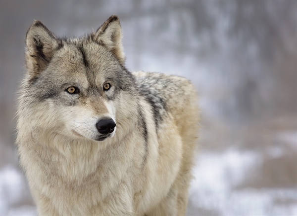Troubling The Wolf Population Once Again: Norway Plans To Kill Off 47 Of Its 68 Wild Wolves