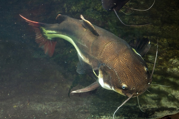 The Mysterious Introduction of Mice in the Diets of Catfish in Northern Australia