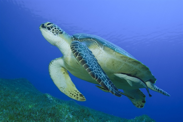 Peanut, the Rehabilitated Sea Turtle