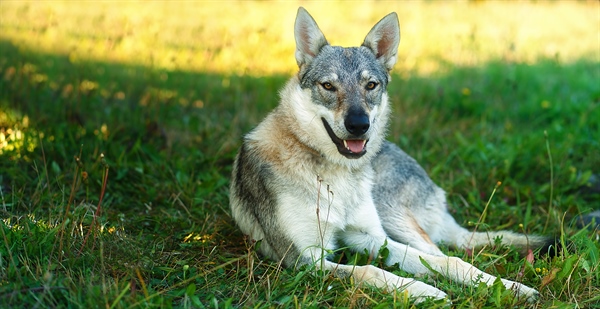 The Dangers Of Domesticating Wolf Dogs