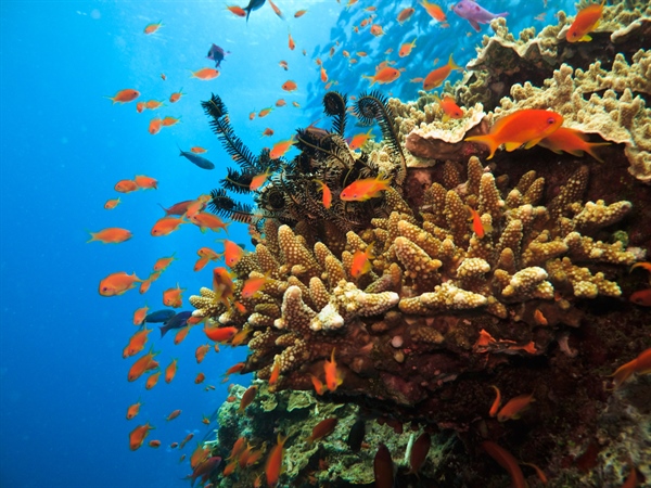 The Great Barrier Reef Is Dead...Or Is It?