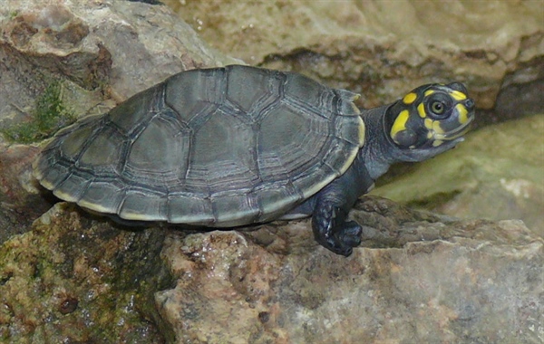 Peru Released Thousands Of Baby Turtles