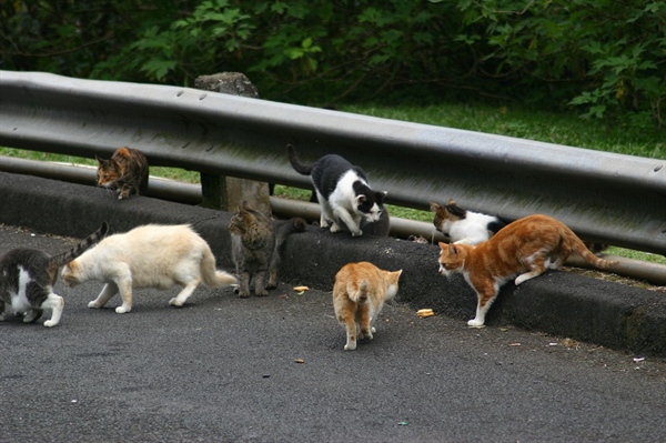 Feral Cats In Hawaii: Should They Stay Or Should They Go?