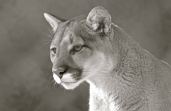 New Mexico’s Cougar Trapping