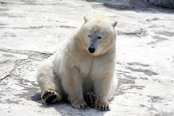 North Pole Experiences Warmest Christmas Ever