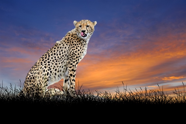 Cheetahs On The Verge Of Extinction