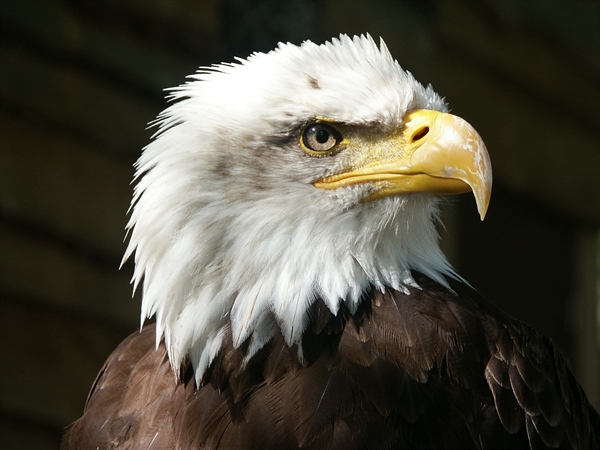 Endangered Species Act Endangered at the Hands of Republicans