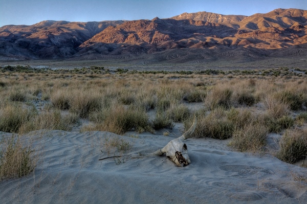 Trump’s Wall Hurts Wildlife Too