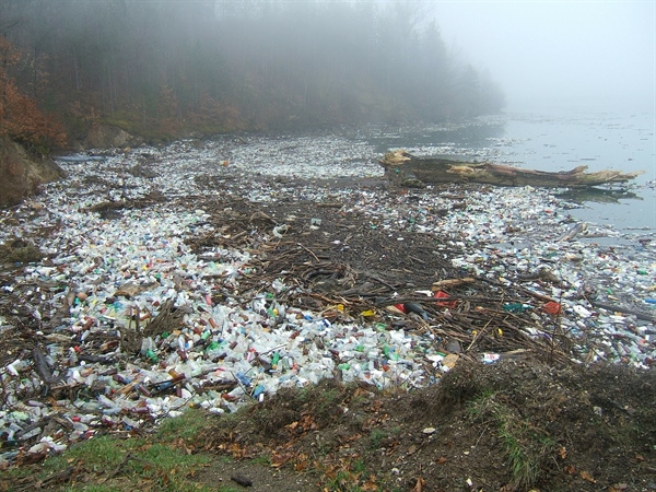 Beached Whale in Norway Found with 30 Plastic Bags Stuck in Its Stomach