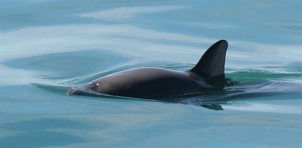 The World’s Most Endangered Marine Mammal is Going Extinct