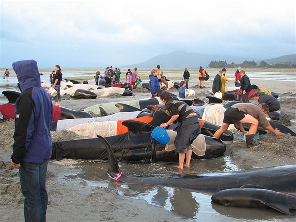Over 300 Pilot Whales Dead from Mass Beaching in New Zealand