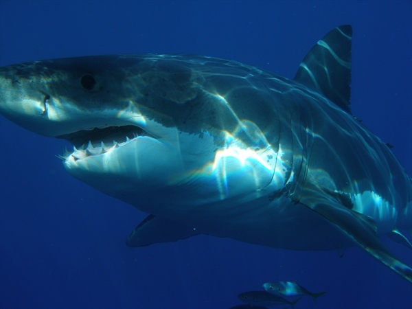 More and More Great White Sharks are Heading to Cape Cod Waters