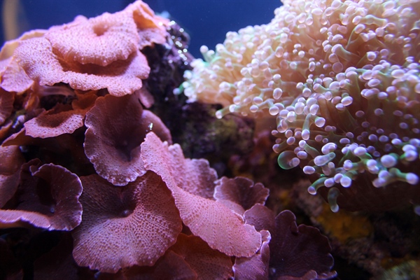 Great Barrier Reef Reaches a Terminal Stage Say Scientists