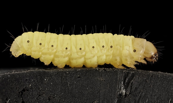 Plastic Eating Caterpillars Could Solve Our Trash Disposal Problem