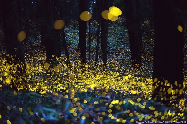 Where Did the Fireflies Go?