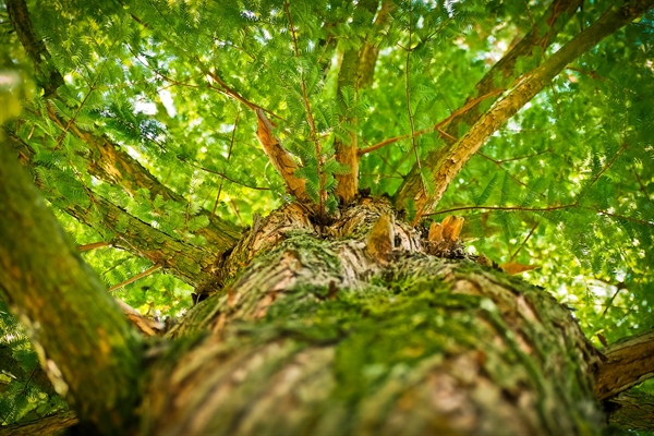Logging and the Healing Effect of Trees on Climate Change