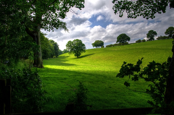 Researchers Find That Eastern U.S. Trees are Moving West