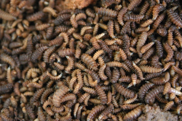 Maggots at Work to Cut Food Waste