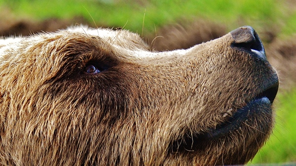 Federal Government Set to Remove the Yellowstone Grizzly Bear