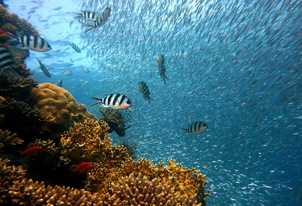 Last Chance to Save Coral Reefs